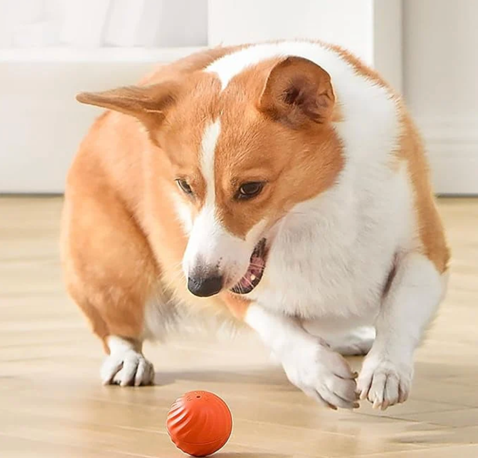 PawPulse™ Ball